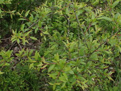 Eriophyes prunispinosae