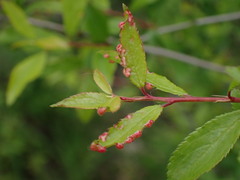 Eriophyes prunispinosae