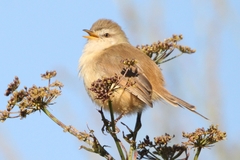 Prinia subflava affinis