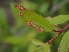 Eriophyes prunispinosae