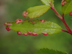 Eriophyes prunispinosae