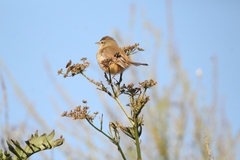 Prinia subflava affinis