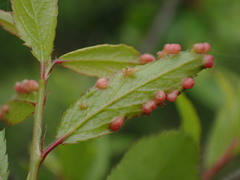 Eriophyes prunispinosae