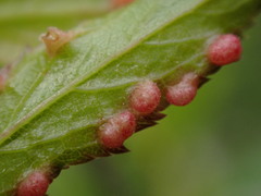 Eriophyes prunispinosae