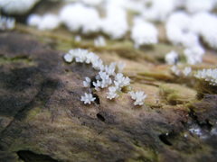 Ceratiomyxa fruticulosa