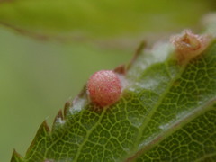 Eriophyes prunispinosae