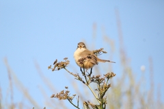 Prinia subflava affinis