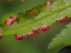 Eriophyes prunispinosae