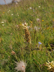 Pedicularis comosa comosa