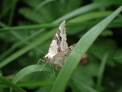 Xanthorhoe spadicearia