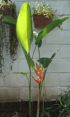 Heliconia