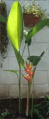 Heliconia
