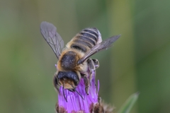 Megachile maritima