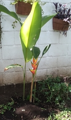 Heliconia