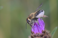 Megachile maritima