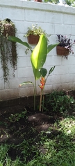 Heliconia
