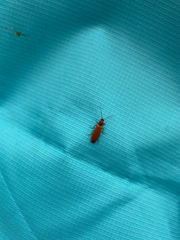 Denticollis linearis