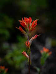 Castilleja litoralis