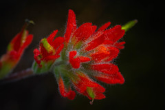 Castilleja litoralis