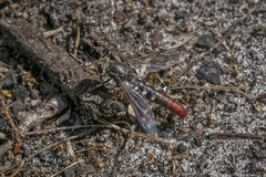 Miltinus stenogaster