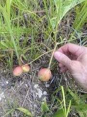 Astragalus crassicarpus