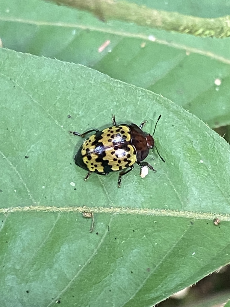 Iphiclus assequens