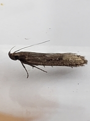 Neofaculta ericetella
