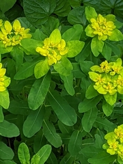 Euphorbia epithymoides