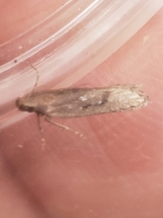 Neofaculta ericetella