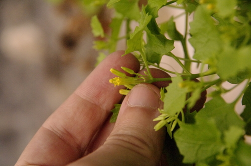 Image of Laphamia quinqueflora by (c) Eric Knight, some rights reserved (CC BY)