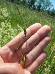Carex hostiana