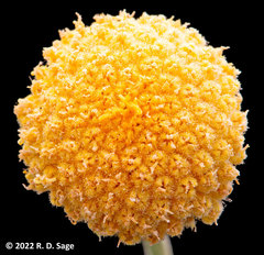 Gaillardia megapotamica