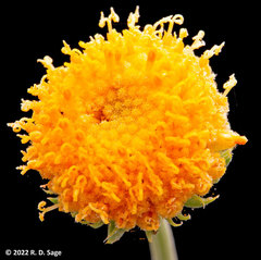 Gaillardia megapotamica