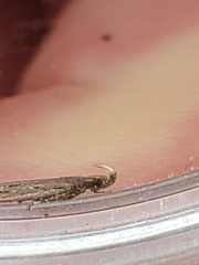 Neofaculta ericetella
