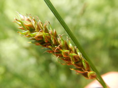 Carex hostiana