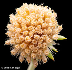 Gaillardia megapotamica