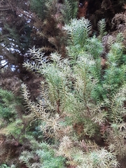 Cryptomeria japonica