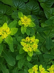 Euphorbia epithymoides