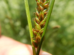 Carex hostiana