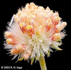 Gaillardia megapotamica