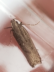 Neofaculta ericetella