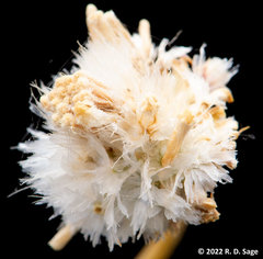 Gaillardia megapotamica