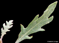 Gaillardia megapotamica