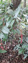 Coccoloba acuminata