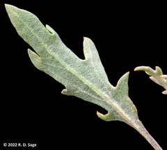 Gaillardia megapotamica