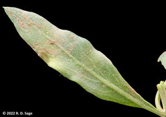 Gaillardia megapotamica
