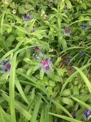 Centaurea cyanus
