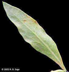 Gaillardia megapotamica