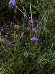 Campanula glomerata glomerata