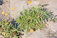 Gaillardia megapotamica